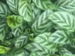 Calathea Louisae Freddy 12 Calathea Louisae Freddy -Plants in a Box Sales Shop IMG 4357 13f348de bea5 49ab a77b b80ce3375590