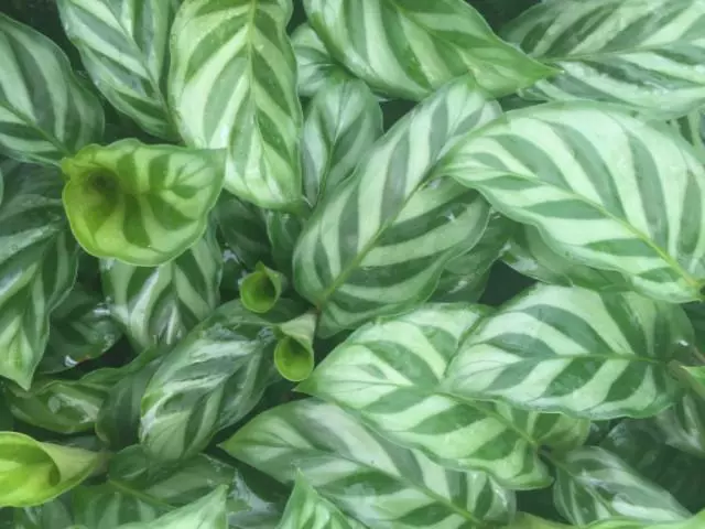 Calathea Louisae Freddy 7 Calathea Louisae Freddy - Image 5