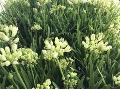 Agapanthus 'Double Diamond' -Plants in a Box Sales Shop IMG 4397 d1d7d959 2fe7 4516 8895 ec0a078b738d