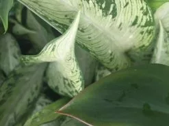 Dieffenbachia Memoria Corsii -Plants in a Box Sales Shop IMG 4495 0967471b 29ec 4a78 a878 df48e21b7fe6