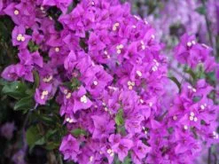 Bougainvillea Purple Cascade - 85mm