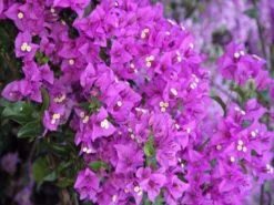 Bougainvillea Purple Cascade