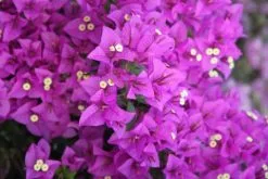 Bougainvillea Purple Cascade -Plants in a Box Sales Shop IMG 4576 dc6b20bf 636a 4408 a129 ff6de0d10853