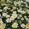 Chrysanthemum Snowland Daisy -Plants in a Box Sales Shop IMG 4702