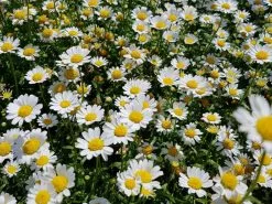 Chrysanthemum Snowland Daisy