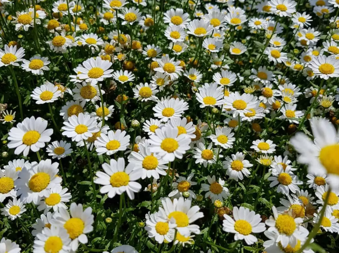 Chrysanthemum Snowland Daisy 3 Chrysanthemum Snowland Daisy
