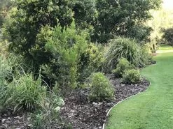 Australian Native Mixed Pack -Plants in a Box Sales Shop IMG 4851