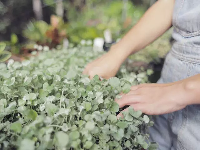 Dichondra Silver Falls 11 Dichondra Silver Falls - Image 9