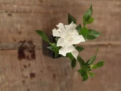 Gardenia Augusta Radicans Low-Growing Plant Pack 14 Gardenia Augusta Radicans Low-Growing Plant Pack -Plants in a Box Sales Shop IMG 4927 1b2edf47 b2fa 4405 8f21 530377a29b55