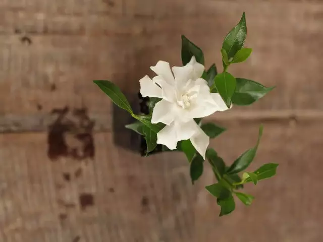 Gardenia Augusta Radicans Low-Growing Plant Pack 8 Gardenia Augusta Radicans Low-Growing Plant Pack - Image 6