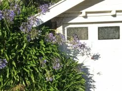 Agapanthus Orientalis Blue -Plants in a Box Sales Shop IMG 5026 ae574bcc cf48 4437 9cf1 f57ae8e867df