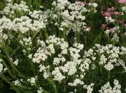 Box Of Rice Flower Plants - Osmanthus Diosmifolius