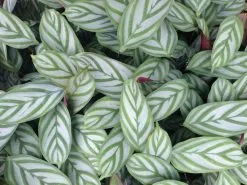 Ctenanthe Oppenheimiana