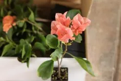Bougainvillea Orange Glory -Plants in a Box Sales Shop IMG 5456 9e21ace1 6353 4f2a 90dd 6f34c11558eb