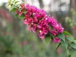 Bougainvillea Smartie Pants - 85mm