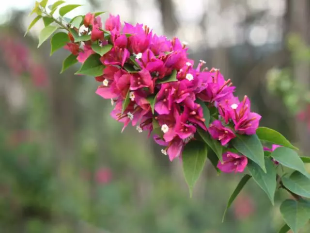 Bougainvillea Smartie Pants 4 Bougainvillea Smartie Pants - Image 2