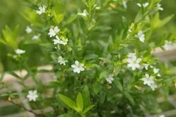 Cuphea Hyssopifolia White 9 Cuphea Hyssopifolia White -Plants in a Box Sales Shop IMG 5608 c9a6b67d 51b3 46b3 9813 aa8cc2fb5419