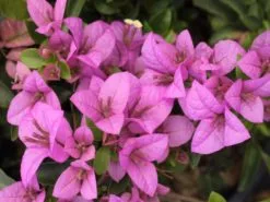 Bougainvillea Lilac Cascade -Plants in a Box Sales Shop IMG 5657 1 9ab7feb8 3b7b 4849 8ffa 367b416ce373