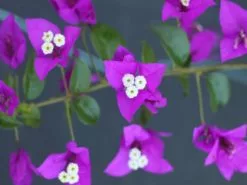 Bougainvillea Purple Gypsy - 85mm -Plants in a Box Sales Shop IMG 5681 f0f93c21 aab2 4f96 910e fb9d3b9478fd
