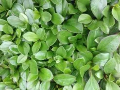 Peperomia Clusiifolia Red Edge 10 Peperomia Clusiifolia Red Edge -Plants in a Box Sales Shop IMG 5735 grande b5e9d237 830e 4487 906d 981004c51ac0