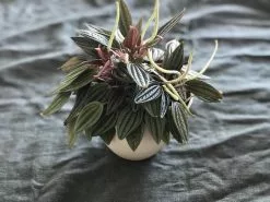 Peperomia Caperata Rosso -Plants in a Box Sales Shop IMG 5798 d4f78418 ff79 403e a63c 9aedb8f13e3a