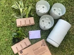 Back-To-School Classroom Box - Indoor Plants -Plants in a Box Sales Shop IMG 5852