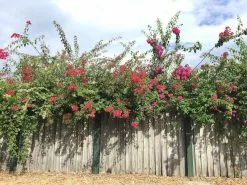 Assorted Box Of Bougainvillea Plants - Large -Plants in a Box Sales Shop IMG 5884