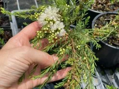Melaleuca Thymifolia White Lace -Plants in a Box Sales Shop IMG 6455 aaaaf52b 9b46 43da 9726 9ce06adf9250