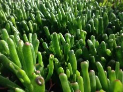 Crassula Ovata Gollum - Big Babe -Plants in a Box Sales Shop IMG 6513 b147db87 206f 4173 af45 9b6513038b08