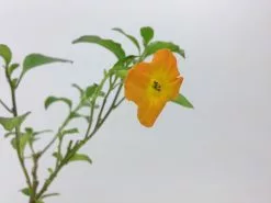 Streptosolen (Browallia) Jamesoniinana (dwarf) -Plants in a Box Sales Shop IMG 6713 9622d27a 1ce3 4540 93f0 aab3e7ee64a1