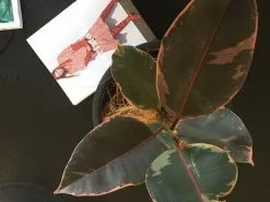 Ficus Elastica Ruby -Plants in a Box Sales Shop IMG 6785 grande 6b3a9a45 d5a0 4836 adb2 63d2c2a80098