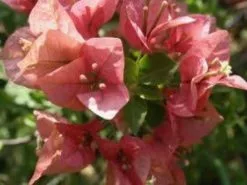 Bougainvillea Pink Clusters - 85mm