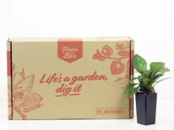 Peperomia Scandens -Plants in a Box Sales Shop IMG 7022 ea8e9832 aab6 40b4 994c 4f49b2dd2956