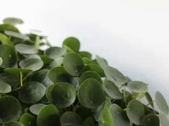 Pilea Peperomioides 8 Pilea Peperomioides -Plants in a Box Sales Shop IMG 7102 0f1d3e5c 2870 48c1 a742 832a69161ac1