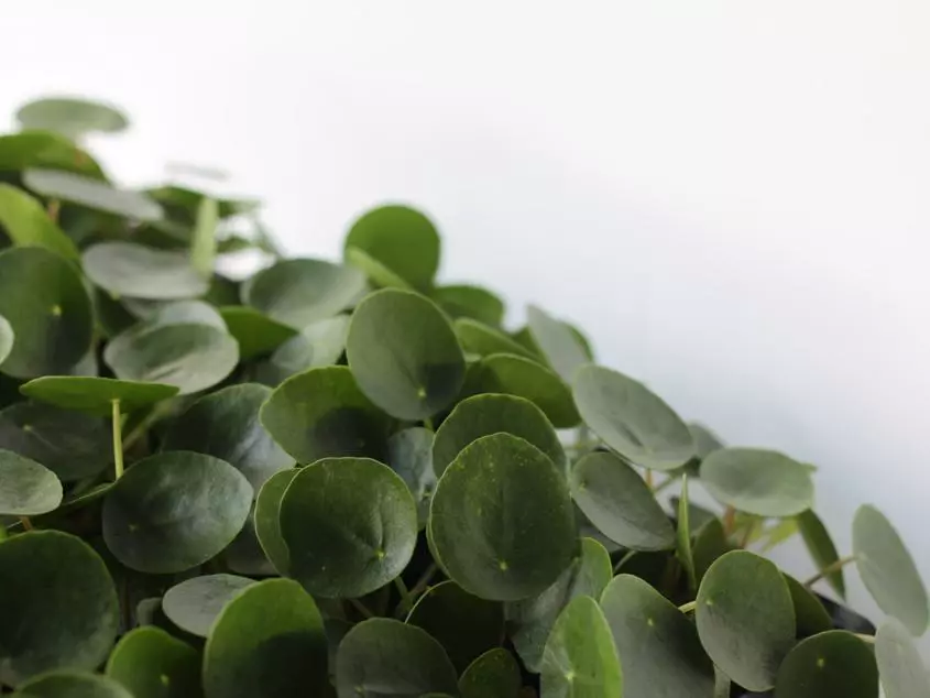 Pilea Peperomioides 5 Pilea Peperomioides - Image 3