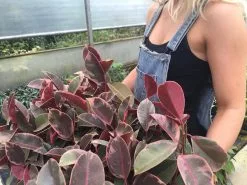 Ficus Elastica Ruby Variegated Rubber Tree -Plants in a Box Sales Shop IMG 7318 ad61870b 0a5d 4e45 ab72 c7a564ee3c17