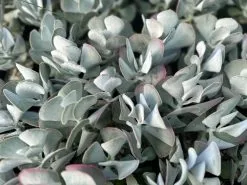 Silvery Grey & Blue Foliage Collection -Plants in a Box Sales Shop IMG 7581 1080x 112d04f8 12f1 4d06 8bd6 6028f67c3795