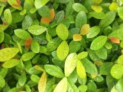 Ixora Coral Malay -Plants in a Box Sales Shop IMG 7615 1ed62a94 8344 4180 8a17 b52eec819421
