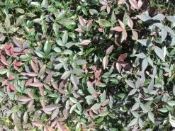 Nandina Domestica Flirtâ„¢ â€˜MURASAKIâ€™ Pbr -Plants in a Box Sales Shop IMG 7617 a558e40d 4a41 45bc 8583 4b9fb96539b1