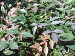 Nandina Domestica Flirtâ„¢ â€˜MURASAKIâ€™ Pbr -Plants in a Box Sales Shop IMG 7618 f2f9d6a0 7f69 42fb be4c be97fe4d7a28