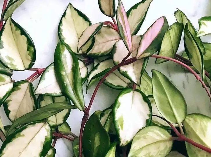 Hoya Krimson Queen Gift Box - Includes Stake 4 Hoya Krimson Queen Gift Box - Includes Stake - Image 2