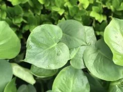Monstera Deliciosa Tauerii -Plants in a Box Sales Shop IMG 7774 455550df fe3c 4610 b87a 9c3c4d83a9fb