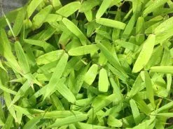 Thysanolaena Maxima Tiger Grass 10 Thysanolaena Maxima Tiger Grass -Plants in a Box Sales Shop IMG 7894 94366dde c4f0 4924 babd ae19df2c9fc6