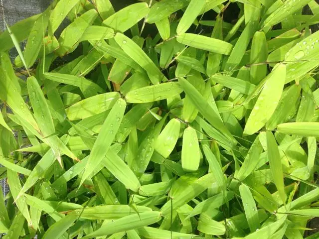 Thysanolaena Maxima Tiger Grass 6 Thysanolaena Maxima Tiger Grass - Image 4