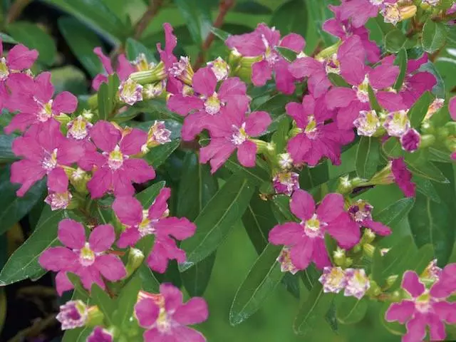 Cuphea Hyssopifolia Jocelyns Pink 4 Cuphea Hyssopifolia Jocelyns Pink - Image 2