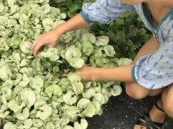 Syngonium Roxana - Pink Vein -Plants in a Box Sales Shop IMG 7956 d41b720d 6a75 47be 9461 59ba8a12c19b