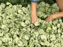 Syngonium Roxana - Pink Vein -Plants in a Box Sales Shop IMG 7959 fa0975d6 068c 46c7 8311 5674849bd673
