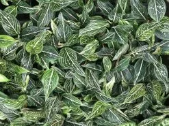 Aglaonema - White Siti Nurhaliza