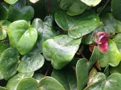 Anthurium Andreanum 'Black Queen' -Plants in a Box Sales Shop IMG 8038 f1ebec26 c6b3 4c24 a880 ba53b315c758