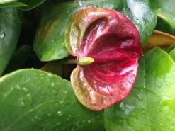 Anthurium Andreanum 'Black Queen' -Plants in a Box Sales Shop IMG 8039 1416de0e 41cc 4575 951e 495e657b32f9